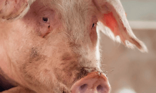 Bioseguridad en granjas porcinas